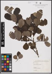 Foto von Salix aurita L. x Salix caprea L.